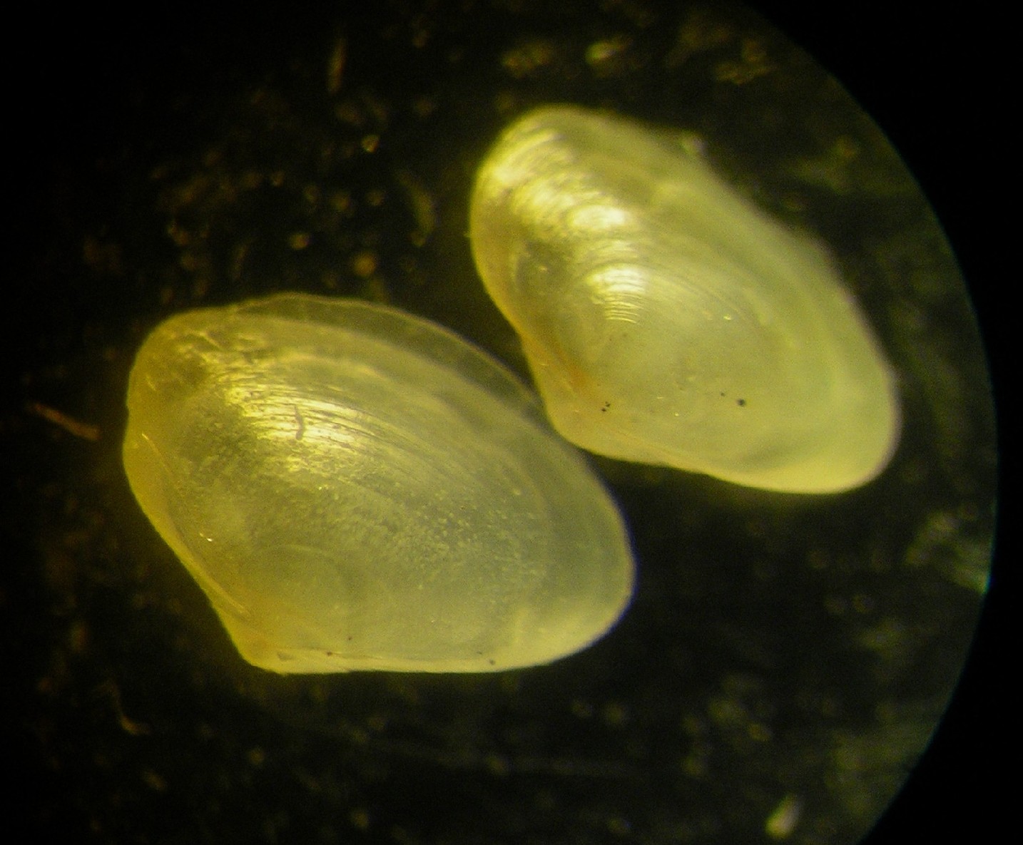 bivalve